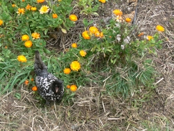 spring-sep-2010-18