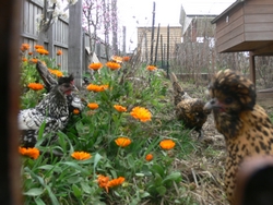 spring-sep-2010-19