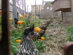 spring-sep-2010-22