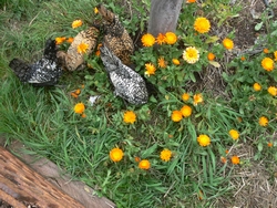 spring-sep-2010-26
