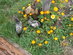 spring-sep-2010-27