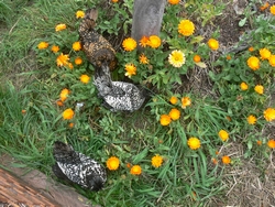 spring-sep-2010-28