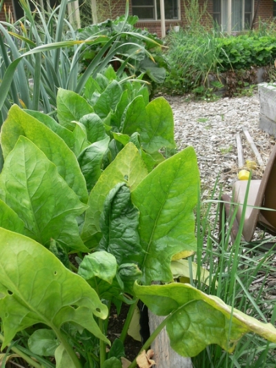 2011-11-spinach