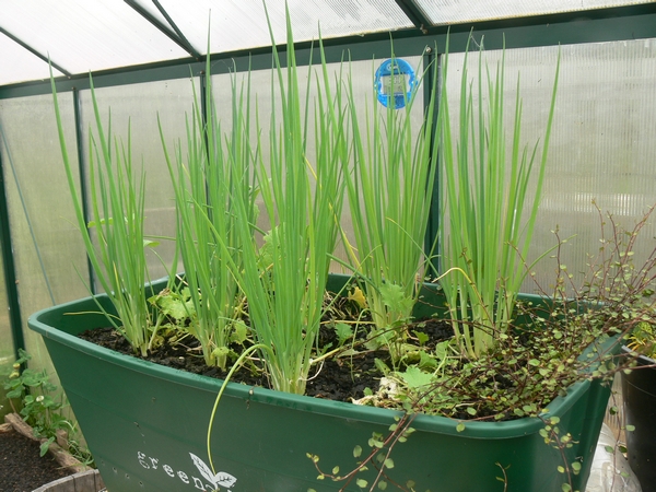 2011-11-spring-onion