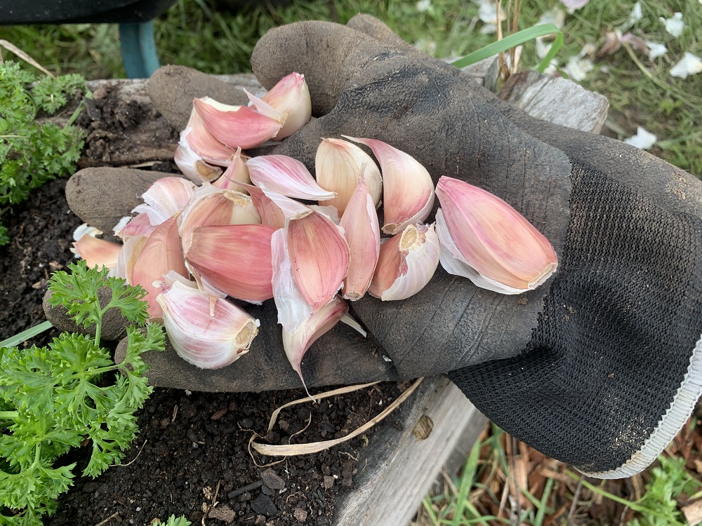 Garlic 1 2023 05