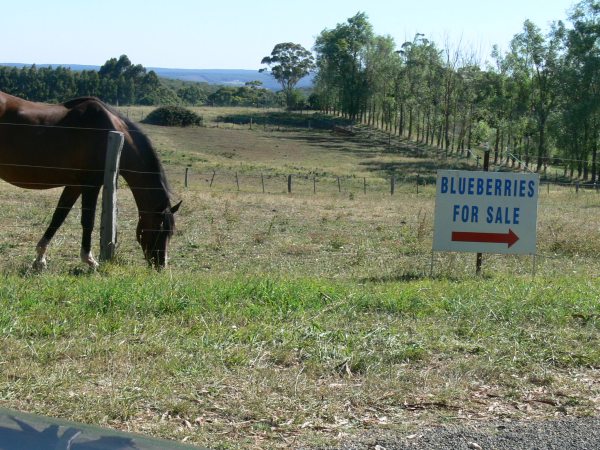 How to get to the Blueberry Farm