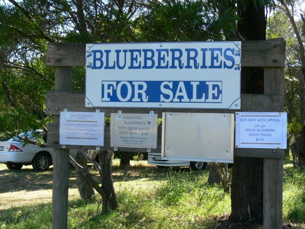 blueberry-farm-sign2