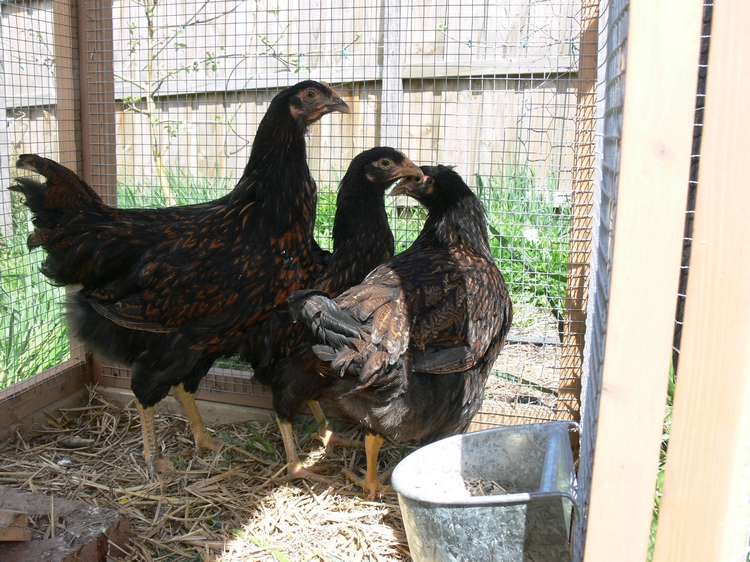 First Chooks - Photos