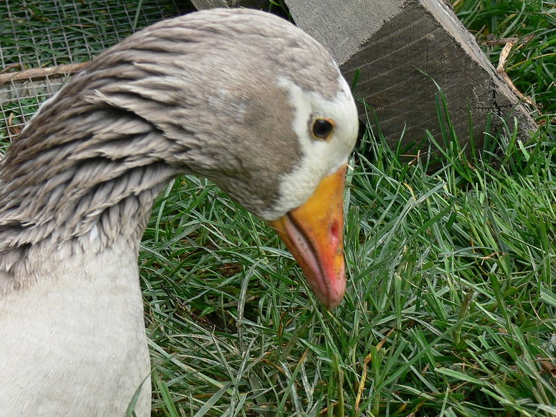 rikki up close