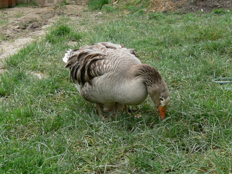 sharna eating wheat