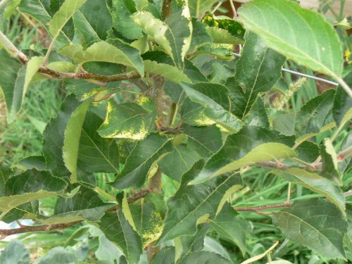 Time for dolomite and a foliar spray