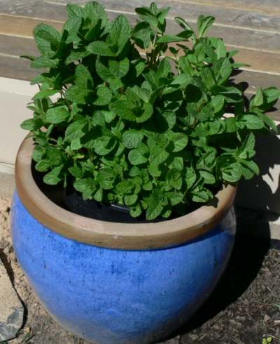 How to make Mint Sauce