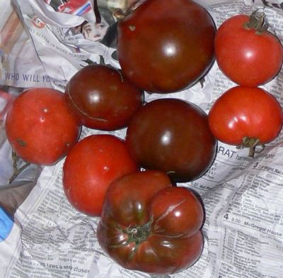 black krims, black russian, red self sown