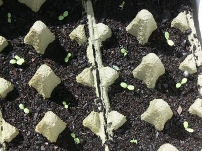 lettuce growing