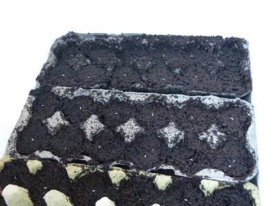lettuce growing