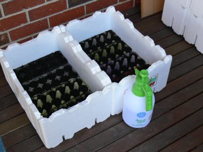 lettuce growing