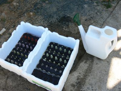 lettuce growing