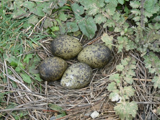 speckled eggs