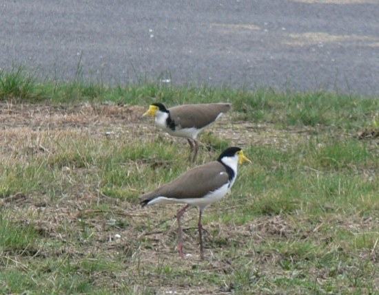 Plovers