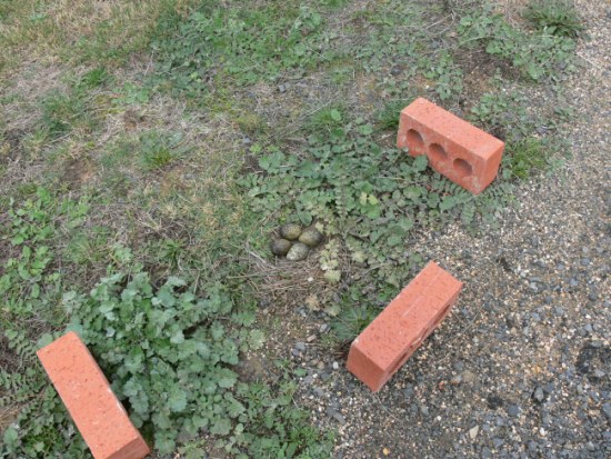 bricks protecting the nest