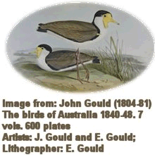 John Gould - Masked Lapwing