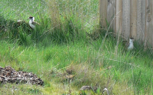2 little plovers