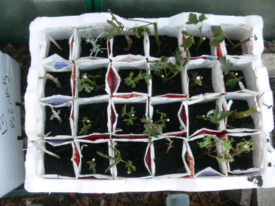 2011-09-proagating-3