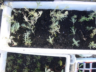 2011-09-proagating-hedge