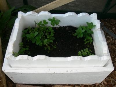 2011-09-proagating-mint